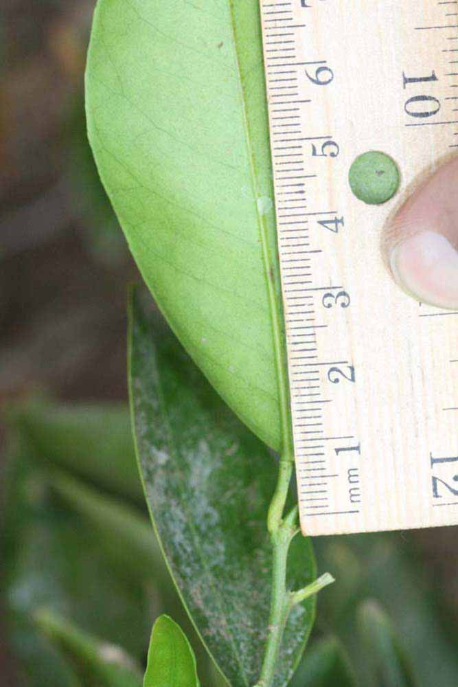              Petiole (Riverside, CA)       